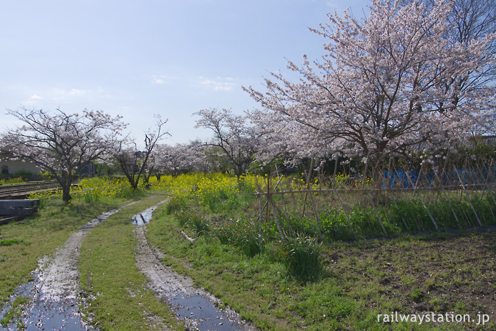 小湊鉄道・上総鶴舞駅、桜咲く里山のような駅裏手の用地跡