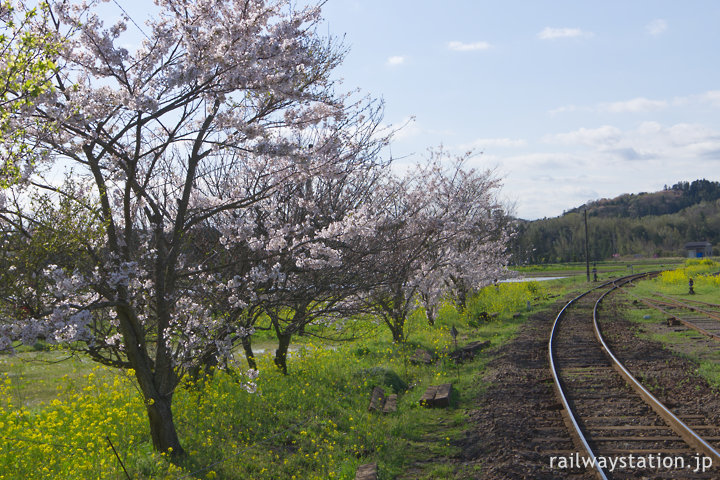 小湊鉄道・上総鶴舞駅、線路沿いに植樹された桜