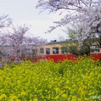 春の小湊鉄道咲き乱れる桜と菜の花