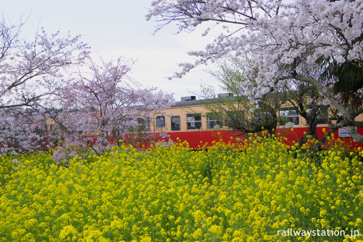 小湊鉄道・上総鶴舞駅、咲き乱れる桜と菜の花