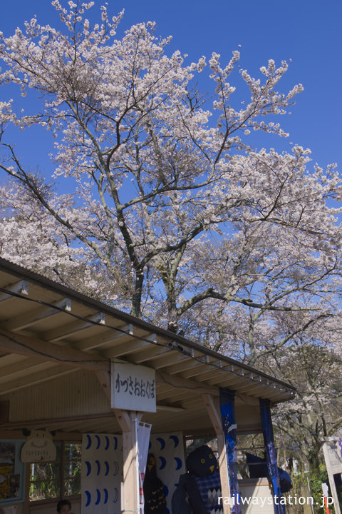 小湊鉄道・上総大久保駅、木造の待合所と満開の桜