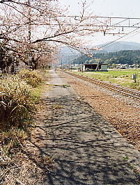 国鉄東海道本線・新垂井駅跡のプラットホームの桜