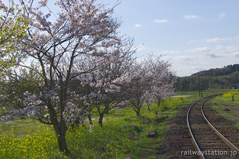 小湊鉄道・上総鶴舞駅、線路沿いに植樹された桜並木