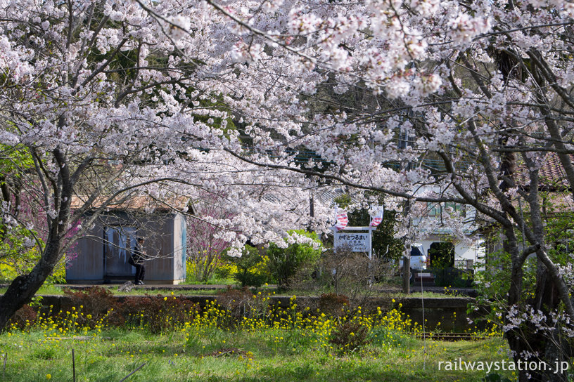 小湊鉄道・満開の桜咲き乱れる上総鶴舞駅