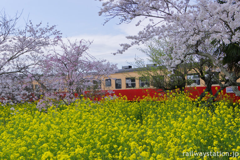 小湊鉄道・上総鶴舞駅、桜と菜の花の横をレトロな気動車が走る