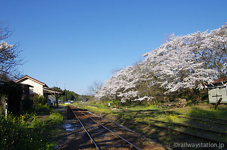 春の小湊鉄道、桜が爛漫の月崎駅構内