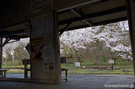 小湊鉄道・月崎駅、駅舎から見た駅構内の桜