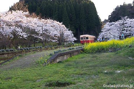 小湊鉄道、桜と菜の花が咲き誇る月崎駅