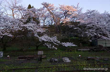 小湊鉄道・月崎駅、駅構内の桜に夕日差す