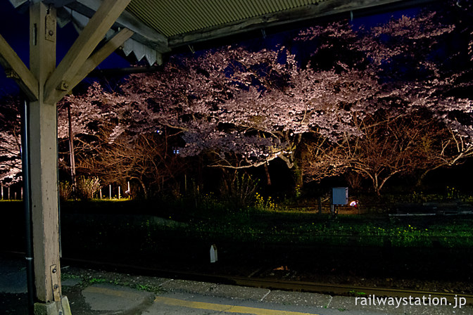 春の小湊鉄道・月崎駅、ライトアップされた夜桜