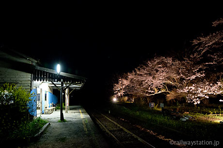 小湊鉄道・夜の月崎駅、桜と木造駅舎