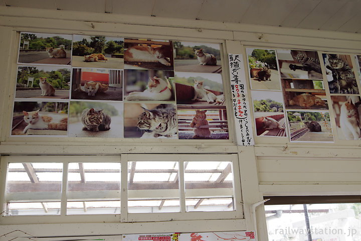 小湊鐡道・養老渓谷駅待合室、駅猫の写真