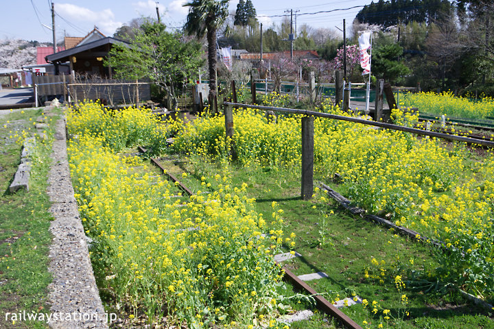 小湊鐡道、春の養老渓谷駅、側線跡は菜の花畑に