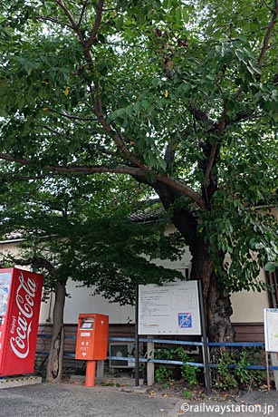 名鉄三河線・高浜港駅、駅舎に寄り添う桜の木