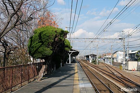 南海電鉄・浜寺公園駅3番ホーム端、柿など木が植えられている