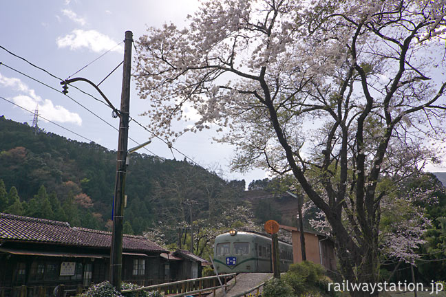 大井川鉄道、桜咲く青部駅。レトロな旧南海電鉄の車両と木造駅舎