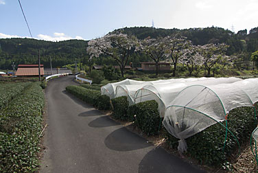 静岡県榛原郡川根本町、大井川鉄道・青部駅近くの茶畑