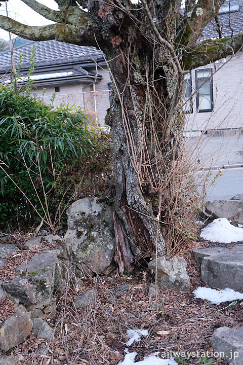 JR大桑駅の枯池、桜の老木