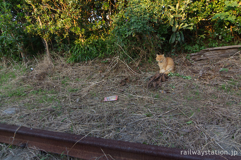 銚子電鉄・笠上黒生駅、側線跡でくつろぐ?駅猫