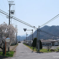 桜満開の大屋駅から丸子線丸子町駅跡まで折りたたみ自転車でゆるく辿る