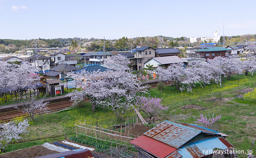 小湊鉄道、満開の桜に包まれる高滝駅