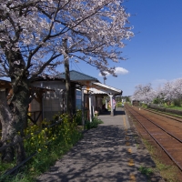 小湊鉄道・高滝駅、プラットホームの桜並木