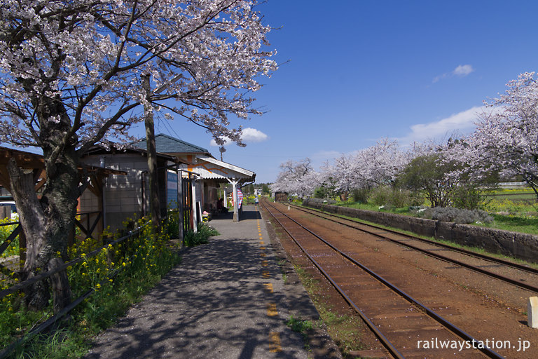 小湊鉄道・高滝駅、プラットホームの桜並木