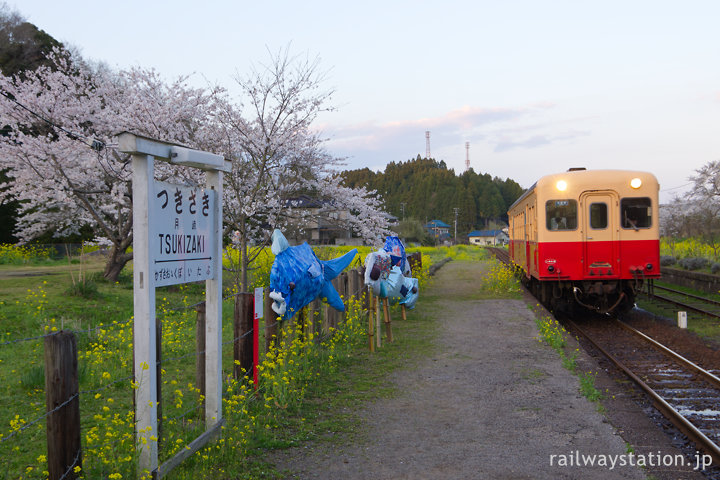 小湊鉄道、夕方、桜咲く月崎駅に入線するキハ200形気動車