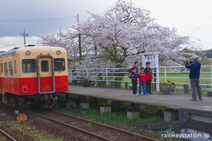 小湊鉄道・馬立駅、列車と桜をバックに記念撮影する人々