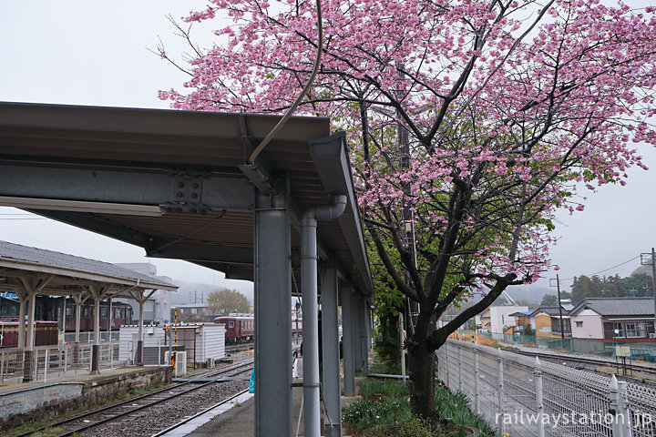 わたらせ渓谷鐡道・大間々駅3番ホームに咲く桜