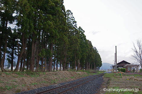 山形鉄道・フラワー長井線・羽前成田駅、鉄道林